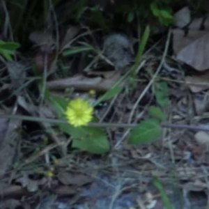 Small Flower (2023)