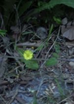 Small Flower