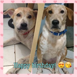 Kamisama no Boto  (2013)