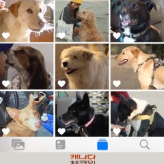 Canada Check-in Korean TV Program photo