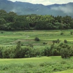 Mushishi (2007) photo