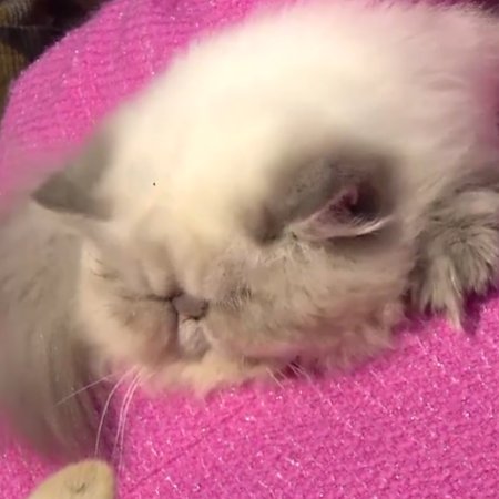 Couple or Trouble (2006)