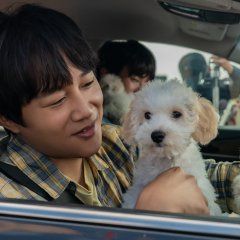 My Heart Puppy Korean Movie photo