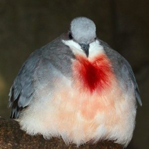 bidulgi