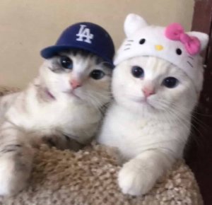 meow