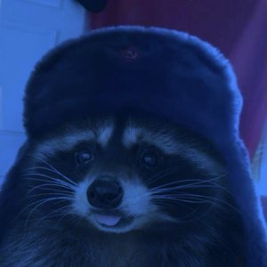 cebvo