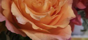 Abratwholoveskdramas