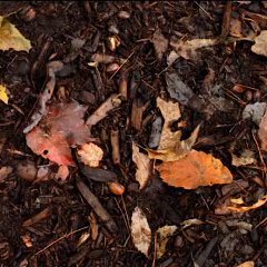 Fall's Reason Japanese Movie photo