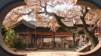 currently watching LOVE OF THE DIVINE TREE after finishing SI JIN & MOONLIGHT MYSTIQUE...…