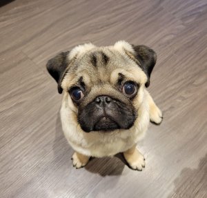 bellebemybelle