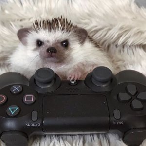 Which is worse ∘ ∘ ∘ ( °ヮ° ) ?