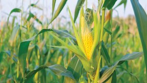 corn_icecream