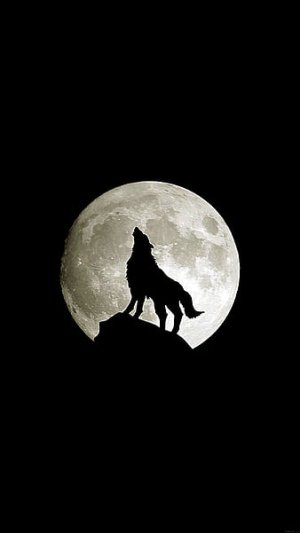 Knight Wolf