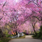 Sakura forest