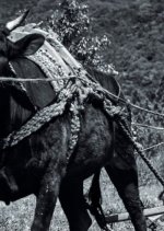 Black Ox Taiwanese Movie photo