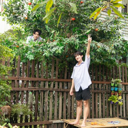When Oranges Fall (2026)