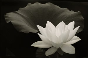 White_Lotus