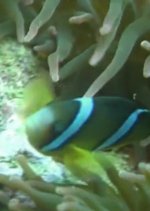 Summer Snow Japanese Drama photo