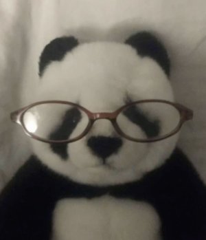 sloth