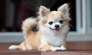 ginger_yale