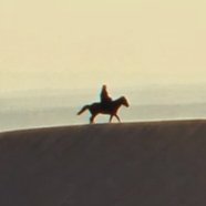 tinydog