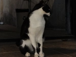 HDagnyOS