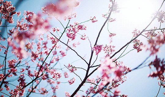 Tumblr_l_64937181199235.gif Tumblr_l_64937181199235.gif