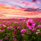 Flower field