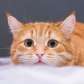 Orange Cat