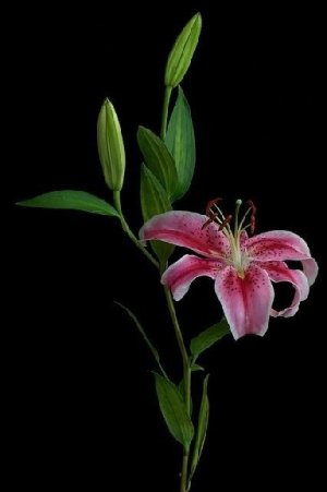 Lily_in_bloom