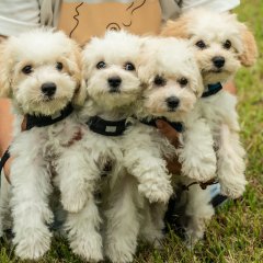 My Heart Puppy Korean Movie photo