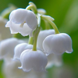 Lilyofthevalley1