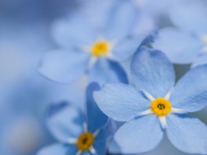 Forget-me-not