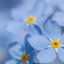 Forget-me-not