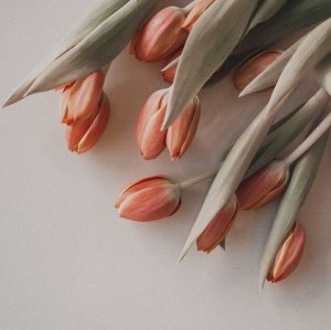 scatteredbrainxsushi