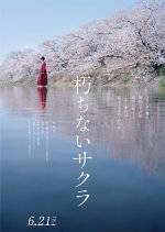 Sakura Japanese Movie(2024) photo