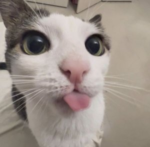 moonymew