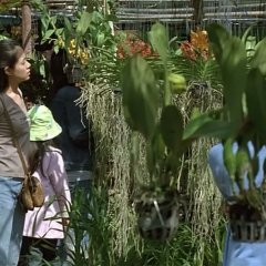 Syndromes and a Century Thai Movie photo