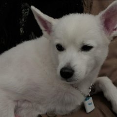 I Do Need the Certificate of Sanitation Right Now! Korean Movie photo