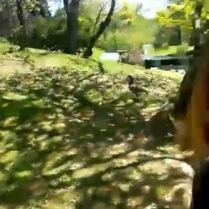 Kamisama no Boto  (2013)