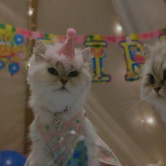 The Journey of the 12 Cats Korean Movie photo