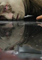 The Beginning of Creation: Abduction / A Child Japanese Movie photo