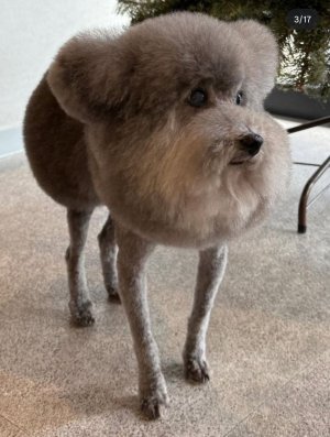 dramaturgicznydramatyk