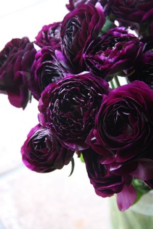 Black Peonies