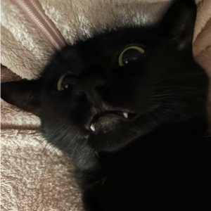 RubyTheAngryCat