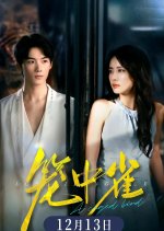A Caged Bird Chinese Drama(2025) photo