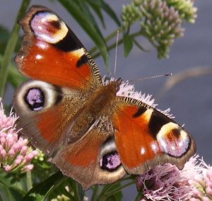 Basonia Su