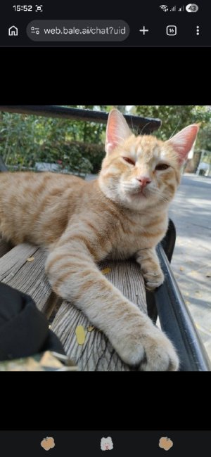 Sepideh 