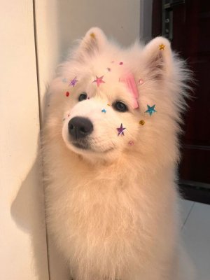 xiaotuzi