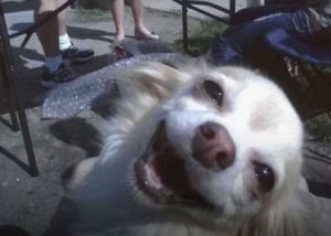 Geminicoookie